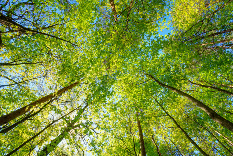 GreenBug : des box pour agir concrètement en faveur de l’environnement