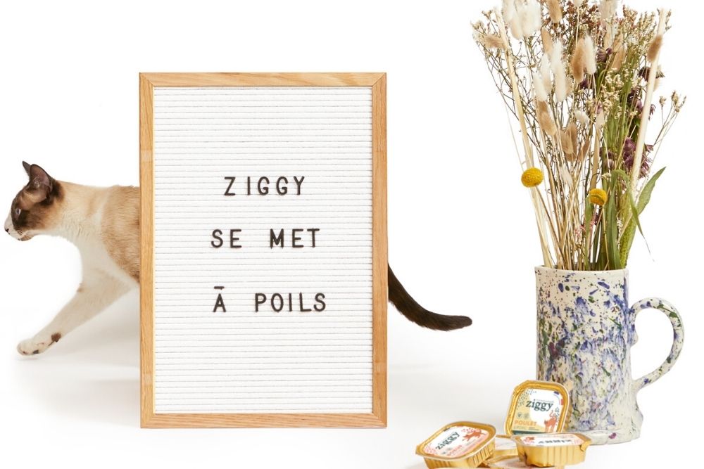 Ziggy, une marque de pâtées pour chats 100% transparente. 